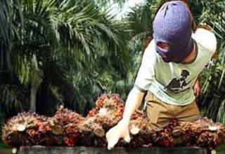 Kasus Ninja Sawit Marak,  Ketua Samade Riau Ungkap Dugaan Penyebabnya