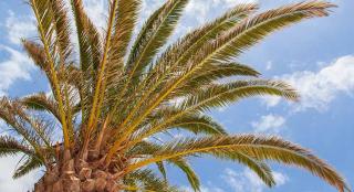 Tekan Partenokarpi, Ahli Ingatkan  Pentingnya Perencanaan Sejak Pemilihan Varietas