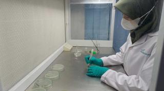 BRIN: Pentingnya Riset untuk Mendongkrak Produktivitas Sawit Nasional