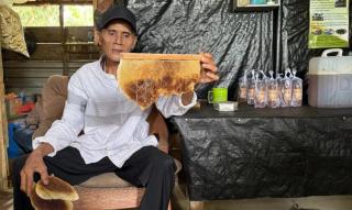 Unik, Usaha Lebah Madu di Tengah Hamparan Perkebunan Kelapa Sawit