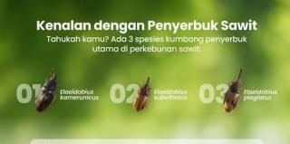 "Pahlawan Kecil" dari Tanzania Siap Memperkuat Industri Sawit Indonesia