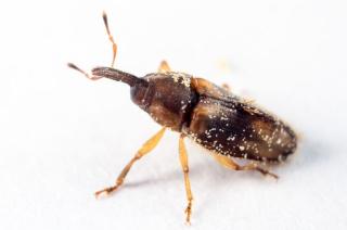 Riset PPKS: Serangga 4 Kali Lebih Banyak Mengunjungi Bunga Betina