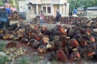 Ngekor Plasma, Harga Sawit Swadaya di Riau juga Melemah