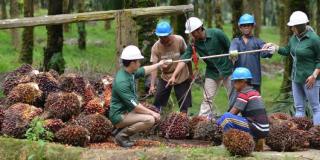 Terbesar Disumbangkan Minyak Sawit Mentah dan Turunannya, Pendapatan AALI Tembus Rp22,12 T