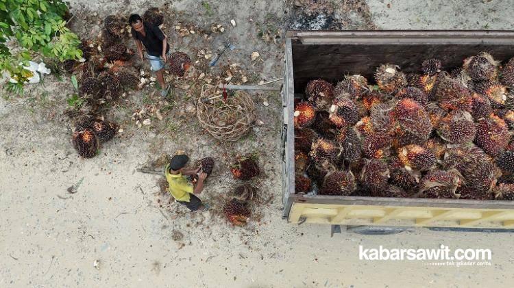 Cerita Unik Sopir Truk Sawit