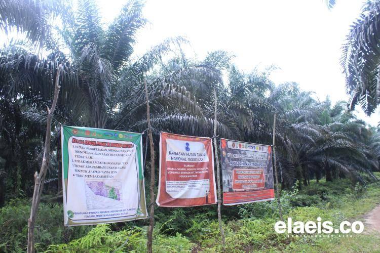 Diklaim Masuk Kawasan Hutan, Petani Sawit di Daerah Ini Mengaku Tidak Lagi Nyaman Berkebun