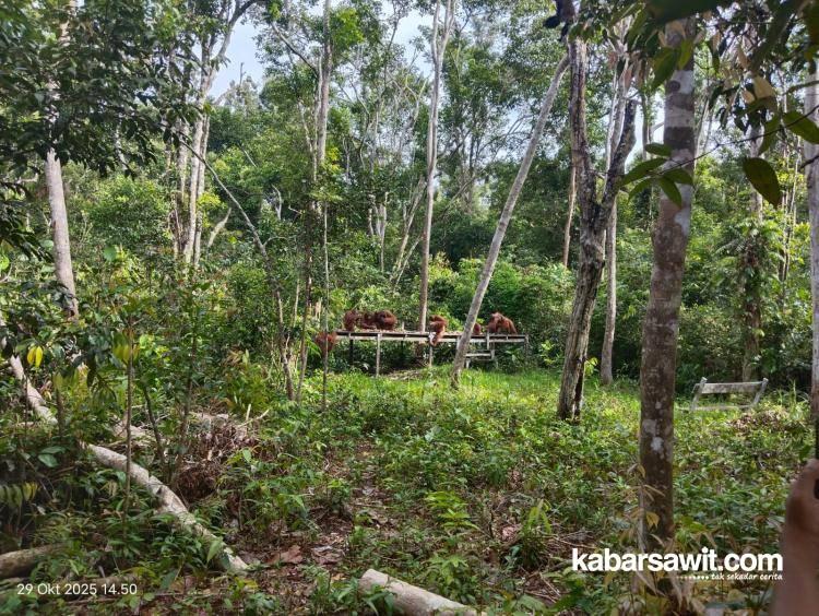 'Mengawinkan' Sawit Dengan Alam 