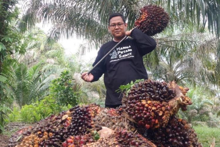 Turun 3,25 Persen, Sawit Swadaya di Riau Pekan Ini Dibeli Rp3.509,09/Kg
