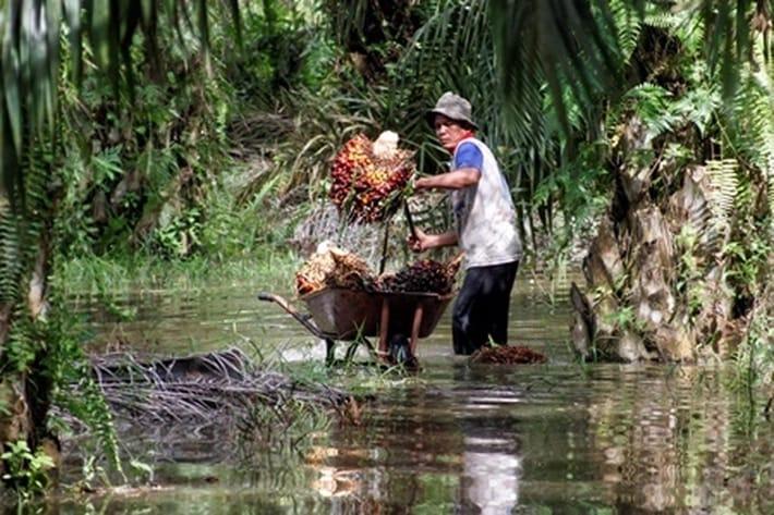 Turun Beruntun, Sawit Plasma di Riau Hanya Dibandrol Rp3.553,84/Kg