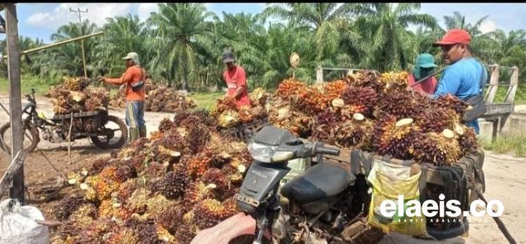 Lagi-lagi Madina Pemuncak Harga Sawit se-Sumut, Dibandrol Segini