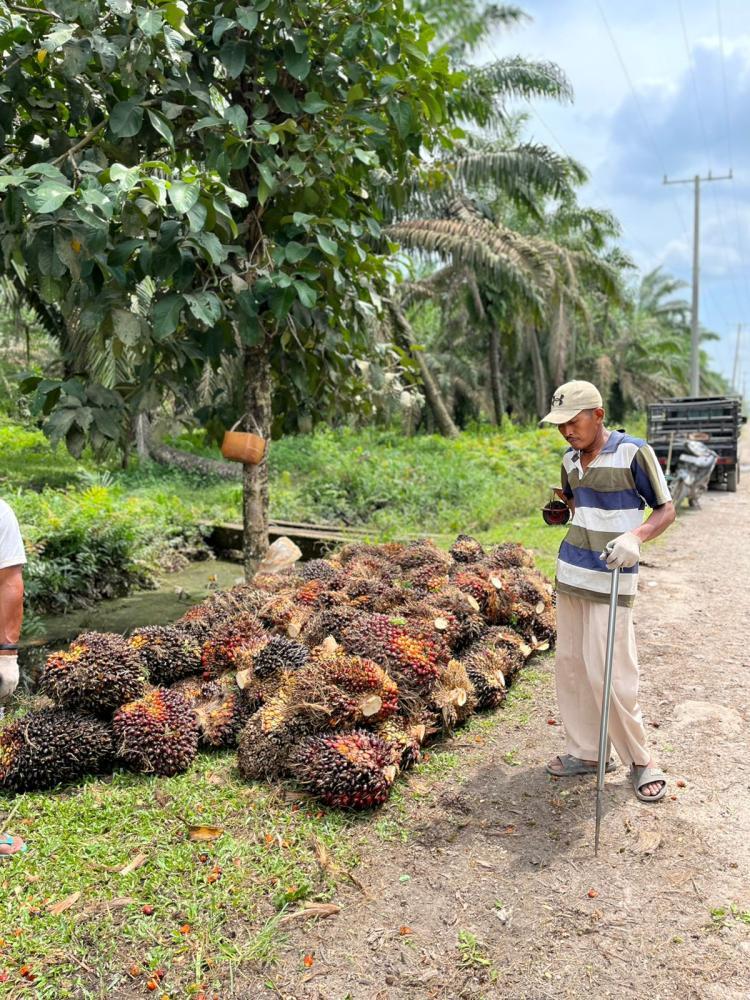 Oktober 2025 NTP Jambi Naik 0,90 Persen, Kelapa Sawit Termasuk sebagai Penyumbang