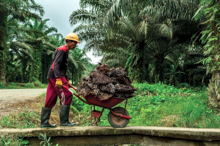 Ini Primadona Baru di Industri Pangan, Kosmetik, dan Farmasi 