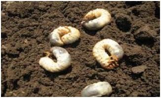 Sering Tak Terlihat, tapi Dampak Uret Sawit Bisa Bikin Bibit Mati Satu per Satu