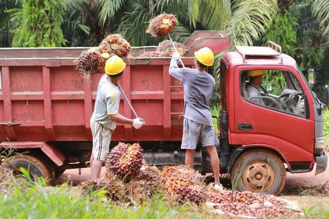 Lewat JASPO, Sabah Berhasil Memadukan Bisnis Sawit dan Konservasi Tanpa Tarik-ulur Kepentingan