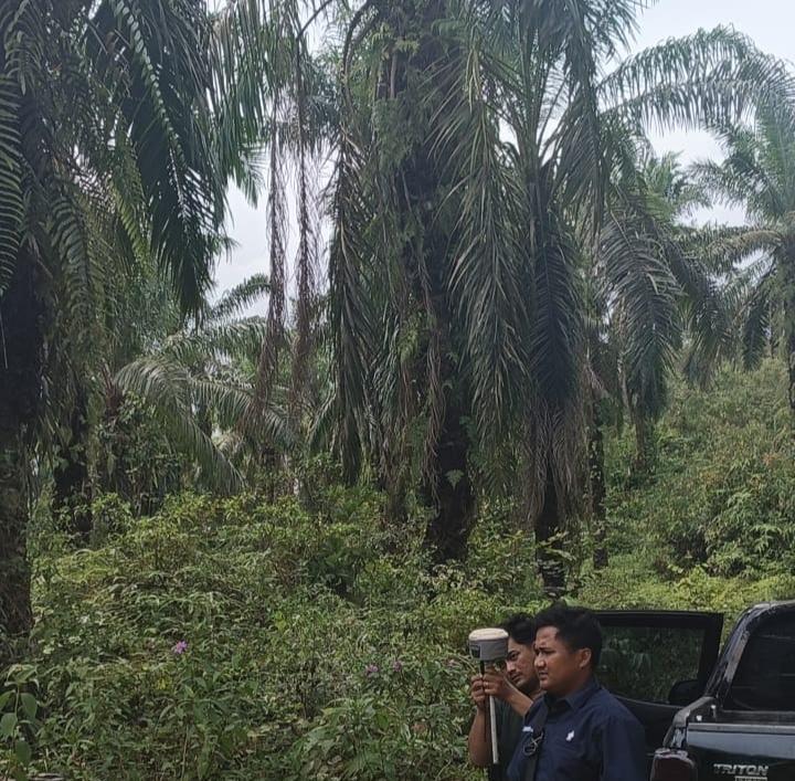 Kisah TKD Berisi Tanaman Sawit di Bungo Jambi yang Sudah Terlantar 6 Tahun