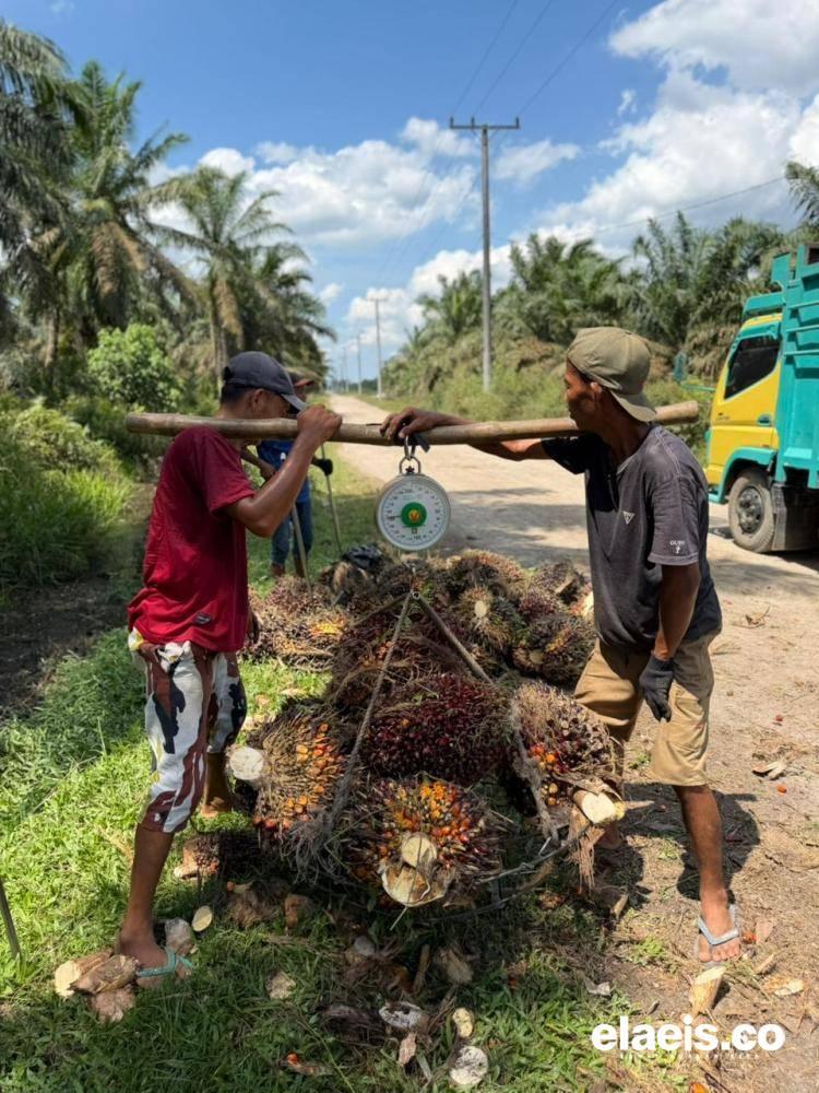 Turun Tipis, Sawit Mitra Plasma di Sumut Dibandrol Segini