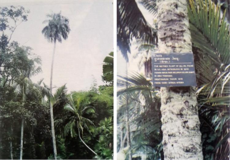 Besok Diperingati sebagai Hari Sawit  Nasional, Sejarah Panjangnya Dimulai dari Sumut