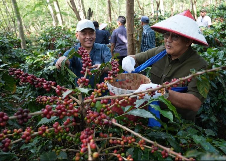 Dua Sub Holding PTPN III (Persero) Berhasil Melakukan Replanting Tanaman Kopi 1.300 Hektar