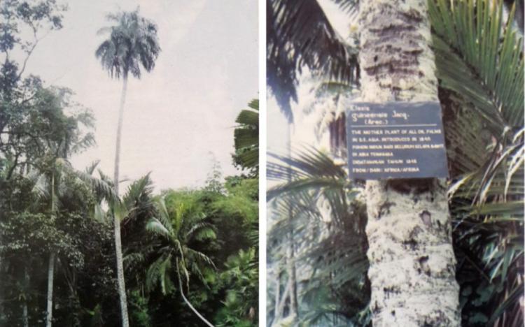 Ternyata Hari Sawit Nasional Berawal dari 4 Bibit Kecil yang Didatangkan Lebih dari 170 Tahun Lalu