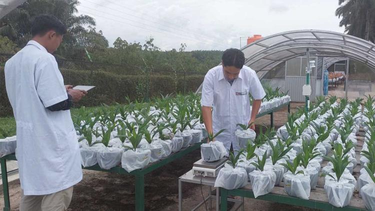 Diluncurkan, Benih Sawit Tahan Kekeringan Pertama di Indonesia 