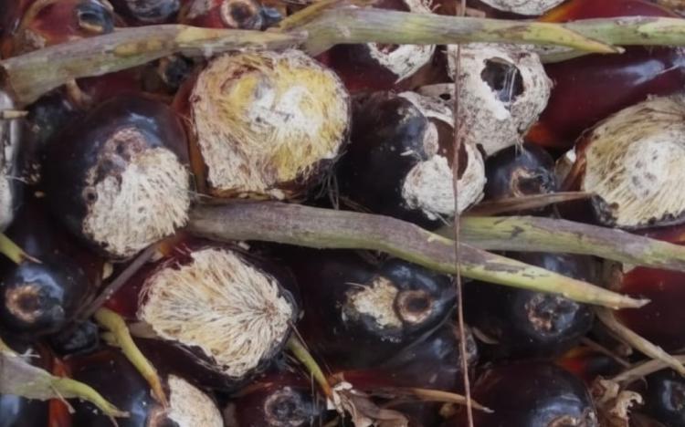 Ini Pentingnya Membedakan Bekas Gigitan Tupai atau Tikus pada Sawit