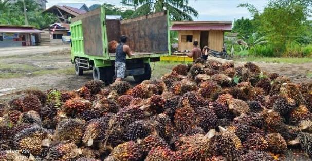 Melalui MODUS, PPKS Bocorkan Ramalan Sawit 2025–2026