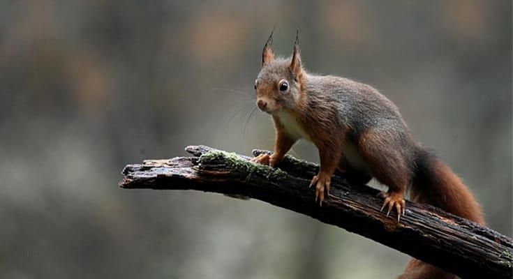 Serangan Tupai pada Sawit Bisa Pangkas Hasil Panen 30 %, Mari Kenali Cara Menanganinya Tanpa Pestisida