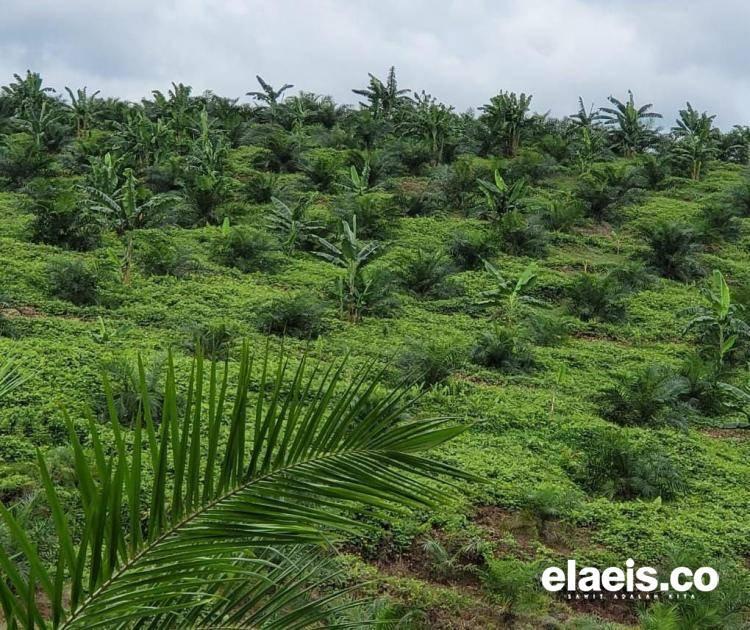 Pemkab Manjakan Petani, Dharmasraya Berpotensi Jadi Kawasan Sawit Paling Progresif di Sumbar