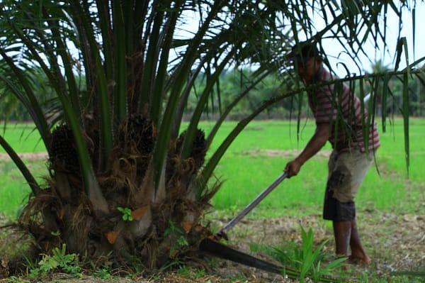 Banyak PKS di Aceh Timur Tidak Taat Aturan, Apkasindo Minta Pemerintah Bertindak Tegas