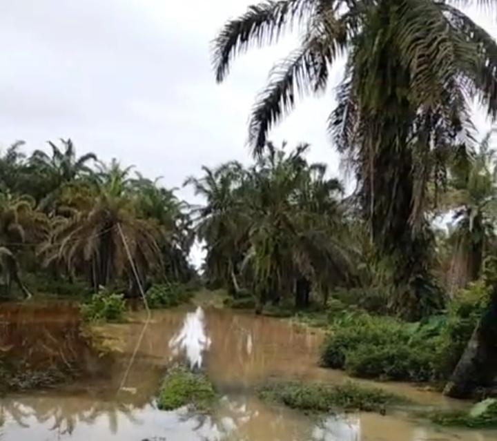 Banjir dan Longsor Pengaruhi Aktifitas Perkebunan di Sumut, Terberat Tidak Bisa Memanen Sawit