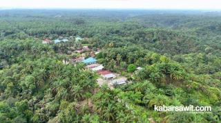 Jalan Panjang Kebun Sawit Rakyat Gotting Sidodadi