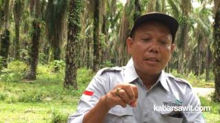 Cara Unik Mengurus Sawit di Gotting Sidodadi