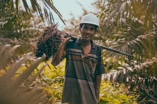 Kuat Peran Perkebunan Menopang Ekspor Nonmigas dan Menyerap Tenaga Kerja, Lalu Bagaimana Nasib Petani?