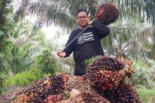 Turun 3,25 Persen, Sawit Swadaya di Riau Pekan Ini Dibeli Rp3.509,09/Kg