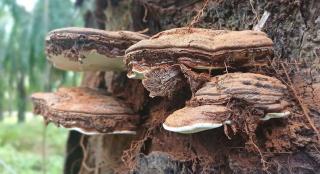 Ditjenbun Ingatkan Potensi Kepunahan Sawit 15 Tahun Mendatang