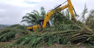 Lima Bulan Sejak Satgas PKH Turun, Belum Ada Solusi Pasti Soal Relokasi Warga dari TNTN di Riau