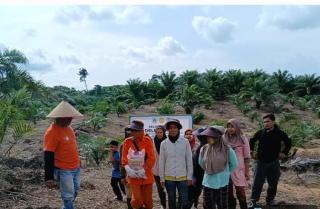 Dibina Apkasindo Aceh, Anggota Poktan Ini Tanam Padi Gogo di Kebun Sawitnya