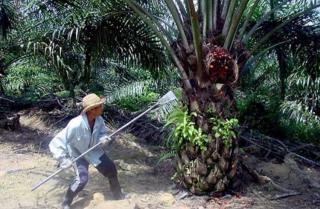 Terungkap! Tingkat Kesenjangan Produktivitas Kebun Sawit Negara vs Swasta dan Rakyat