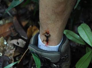 Bagus! Kehadiran Pacet di Kebun Sawit Bukan Tanda Bahaya, Melainkan Indikator Tanahnya Sehat dan Aktif