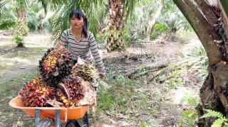 Terungkap! Ribuan Istri Pemanen Jadi ‘Buruh Ilegal’ di Kebun Sawit Besar