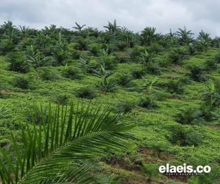 Pemkab Manjakan Petani, Dharmasraya Berpotensi Jadi Kawasan Sawit Paling Progresif di Sumbar