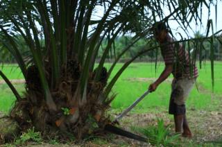 Banyak PKS di Aceh Timur Tidak Taat Aturan, Apkasindo Minta Pemerintah Bertindak Tegas