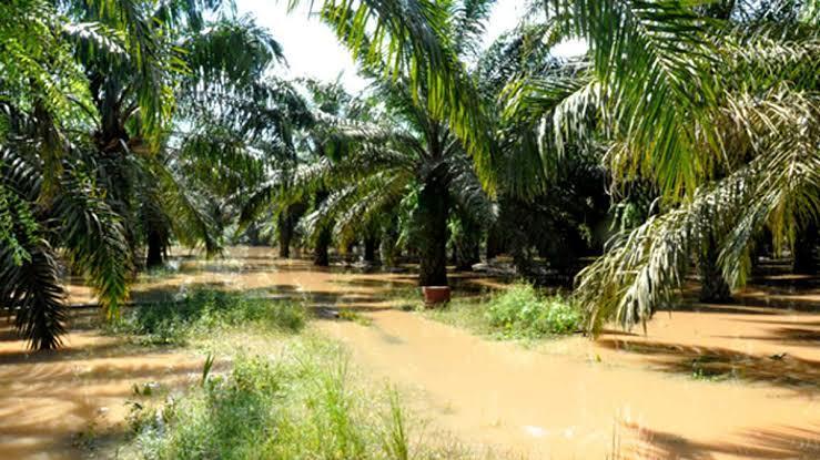 Ini Penjelasan Pakar UGM untuk Menjawab Pertanyaan "Benarkah Pohon Sawit Tak Bisa Menyerap Air?"