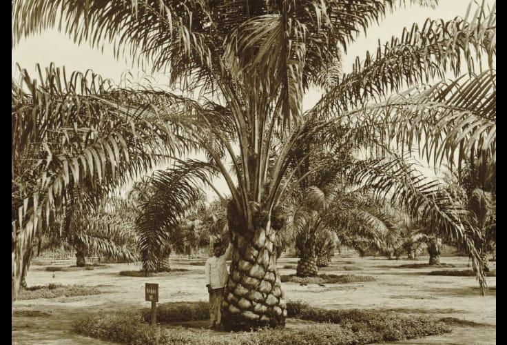 Sejarah Sawit di Sumatera:  Kombinasi Inovasi, Peluang Ekonomi, dan Tantangan Ekologis