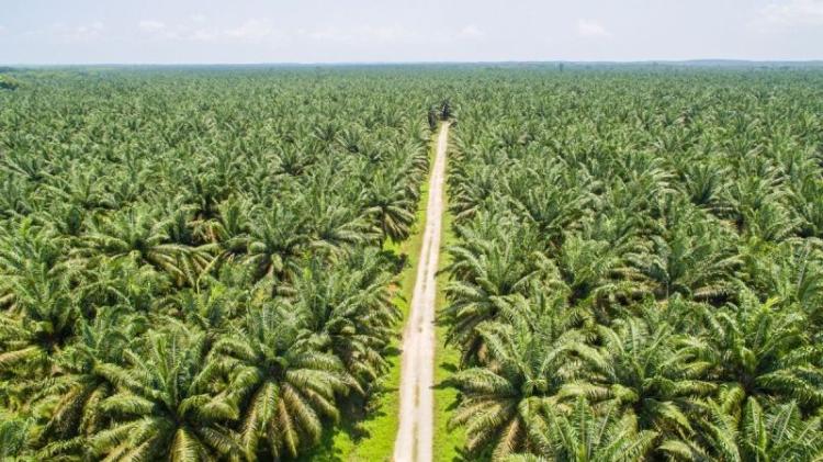 Harga Kelapa Sawit di Sumbar Naik Lagi, Apkasindo: Alhamdulillah