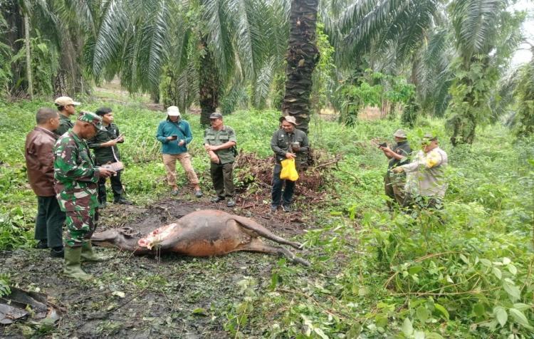 Seekor Sapi Ditemukan Tak Bernyawa di Kebun Sawit di Siak, Diduga Dimangsa Harimau