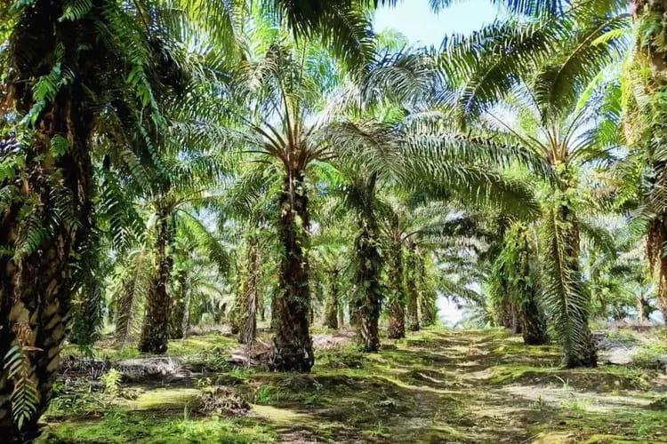 Pesat, Perkembangan Perkebunan Kelapa Sawit di Jabar