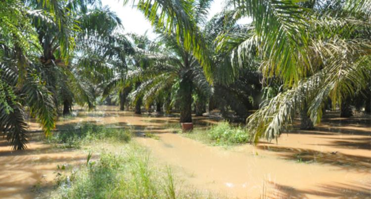 Tak Hanya Harga, Angka Produksi Sawit di Sumut juga Turun, Imbas Banjir dan Longsor