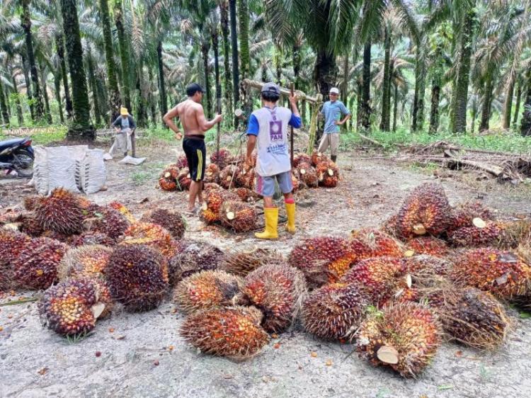 Turun Rp5,69/Kg, Harga Sawit di Jambi Jadi Segini