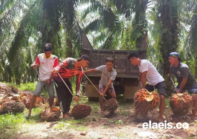 Segini Harga Sawit Terbaru di Sumsel